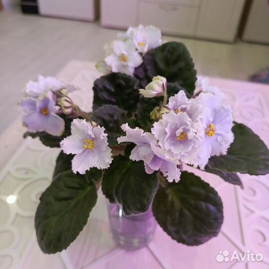 Фиалки Сортовые