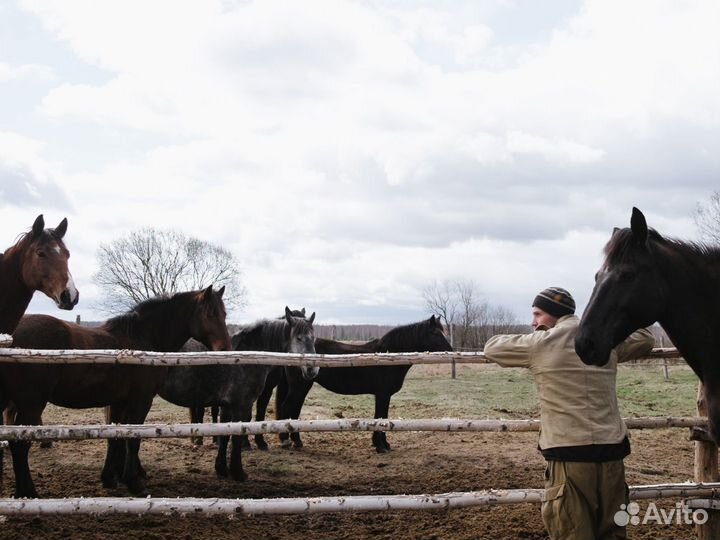 Конюх в ктк 