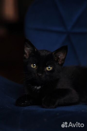 Котята ищут дом