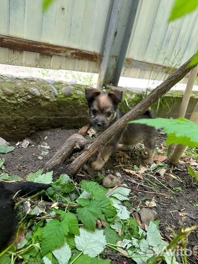 Отдам щеночков в добрые руки