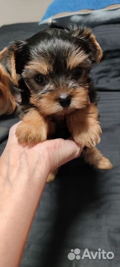 Йоркширский терьер