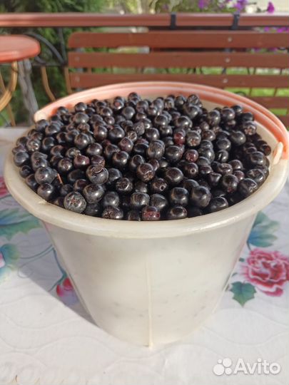 Черноплодка