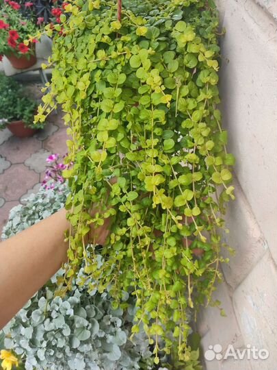 Лизимахия (вербейник монетчатый) черенки