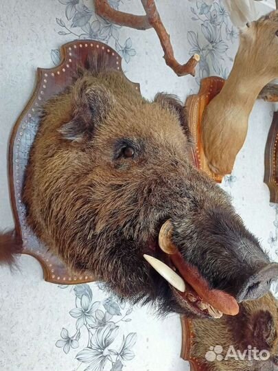 Голова кабана