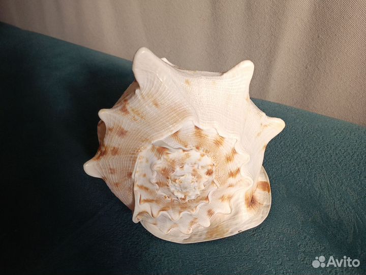 Большая морская раковина