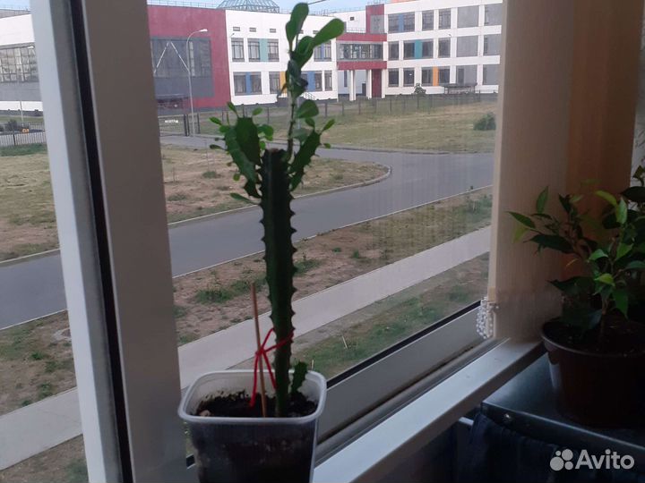 Кактус-мексиканец