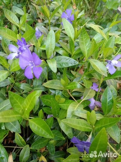 Барвинок синий