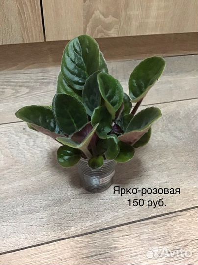 Детки и стартеры сортовых фиалок