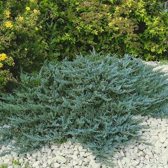 Можжевельник