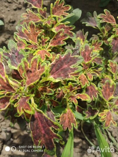 Колеусы сортовые 1