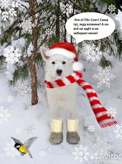 Пёс в добрые руки