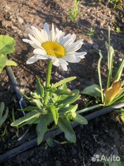 Ромашка садовая