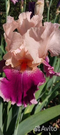 Ирис