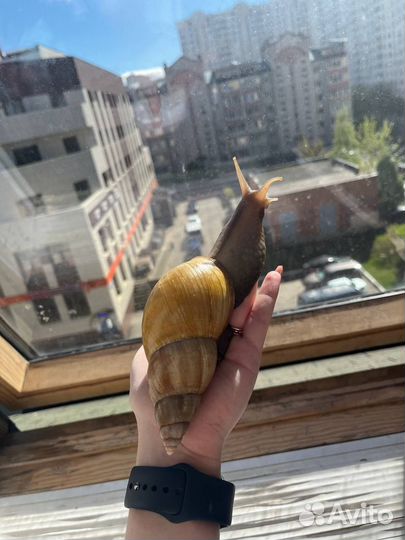 Улитки ахатины