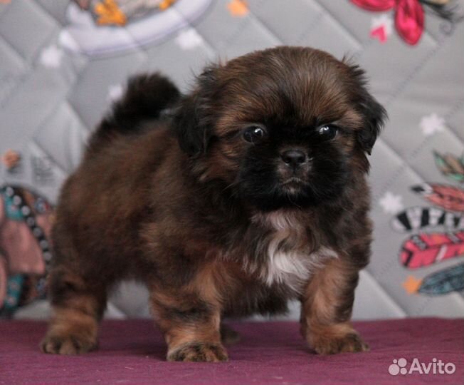 Щенки ши-тцу мальчики