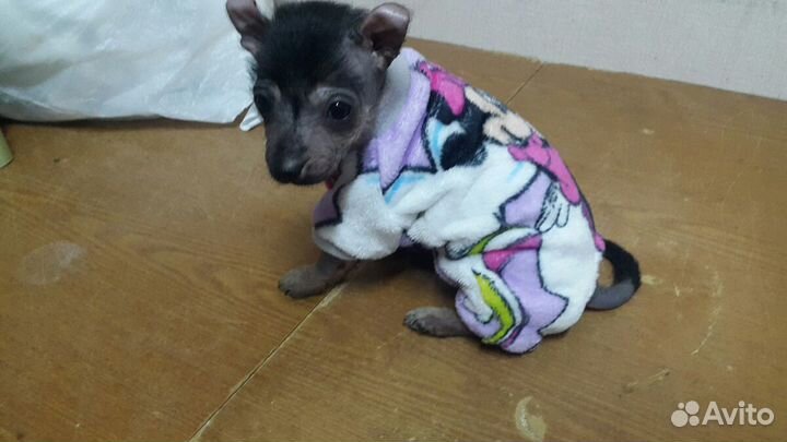 Одежда для собак кошек 