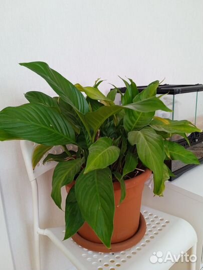 Спатифиллум