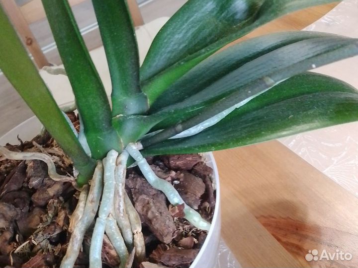 Орхидея фаленопсис Леопард