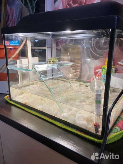 Аквариум для черепах
