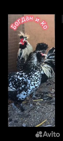 Павловские куры (серебро)