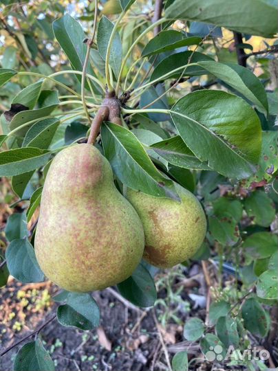 Плодовые деревья