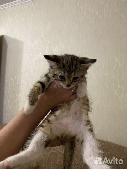 Оцикет котята