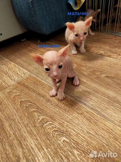 Донской сфинкс котята