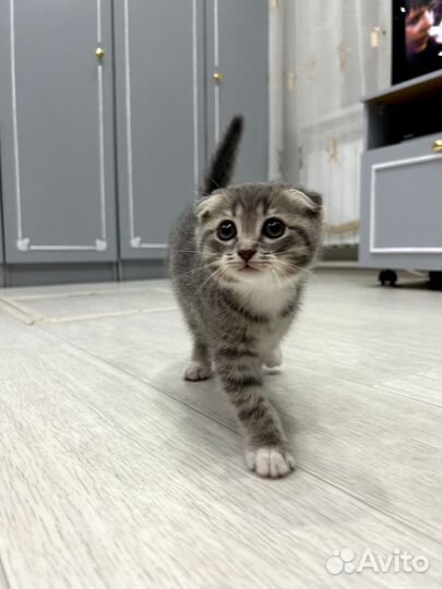 Шотландская кошка
