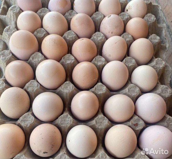 Инкубационное яйцо