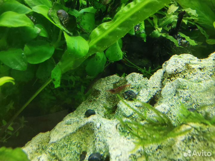 Аквариум с рыбками