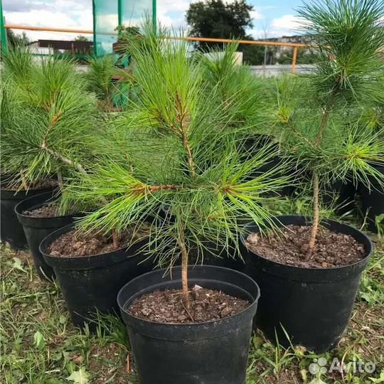 Саженцы сибирского кедра