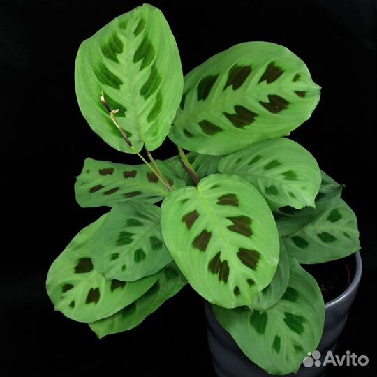 Маранта, монстера Манки