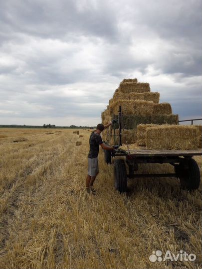 Солома ячменная