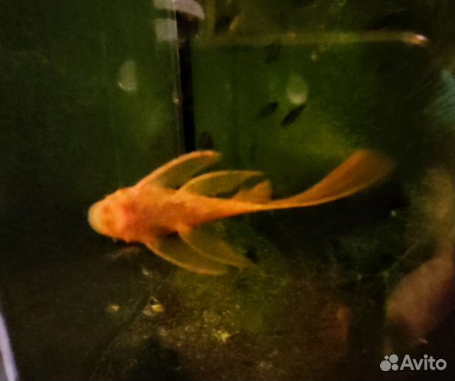 Вуалевый Супер Ред Анциструс сом Стрекоза