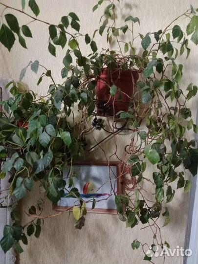 Отдам бесплатно комнатные цветы