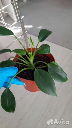 Филодендрон