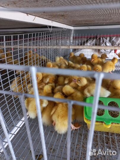 Утки и муларды