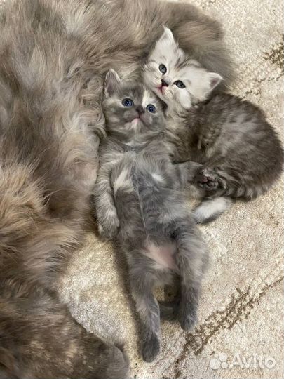 Котята метисы