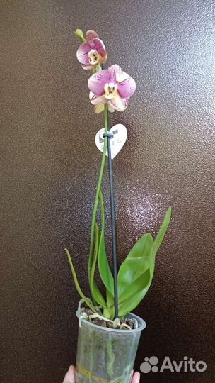 Орхидея пиниф(pinif)