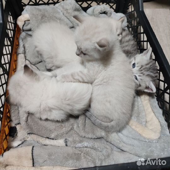 Котята в добрые руки