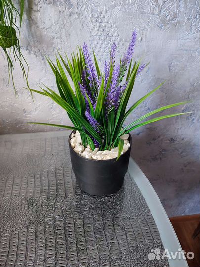 Бонсай-мини дерево