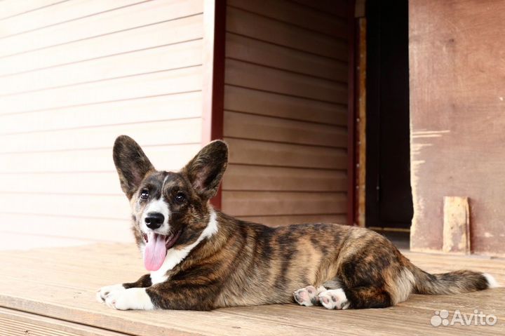 Вельш корги кардиган тигровая деаочка