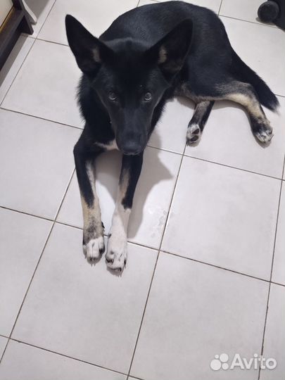 Найдена собака