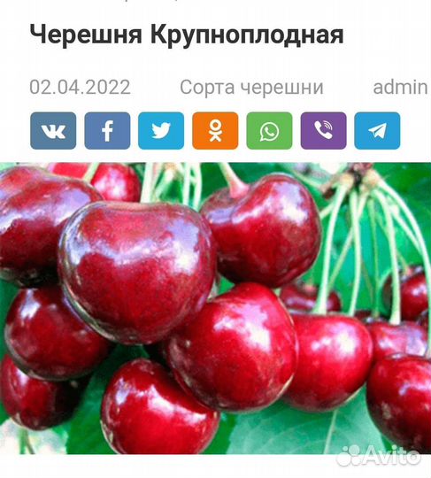 Черевишня(дюк)