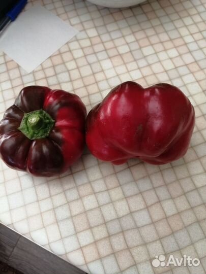 Семена коллекционных томатов и перцев