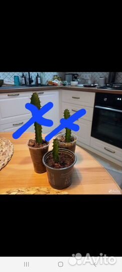 Молочай трехгранный