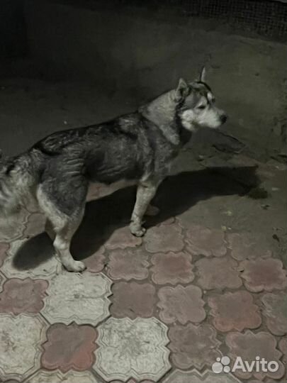 Хаски найденыш