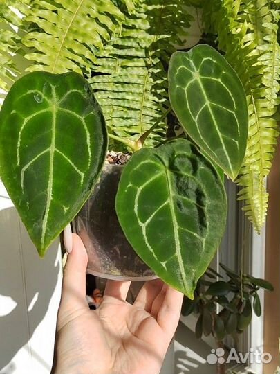 Антуриум форгетти