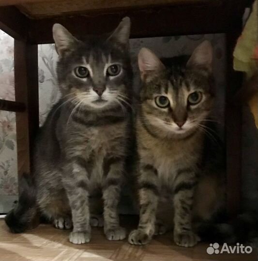 Заберите нас домой Плохо нам в приюте