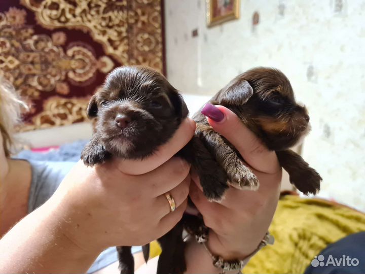 Шоколадный йорк